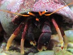 The hermit crab–shell relationship through the lens of interaction networks: The use of network metrics and species role across communities