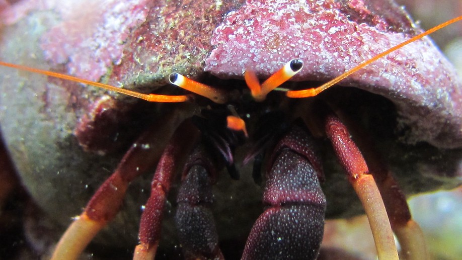 The hermit crab–shell relationship through the lens of interaction networks: The use of network metrics and species role across communities
