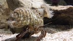Structural patterns of a coastal hermit crab−gastropod shell interaction network: new insights from a unique relationship