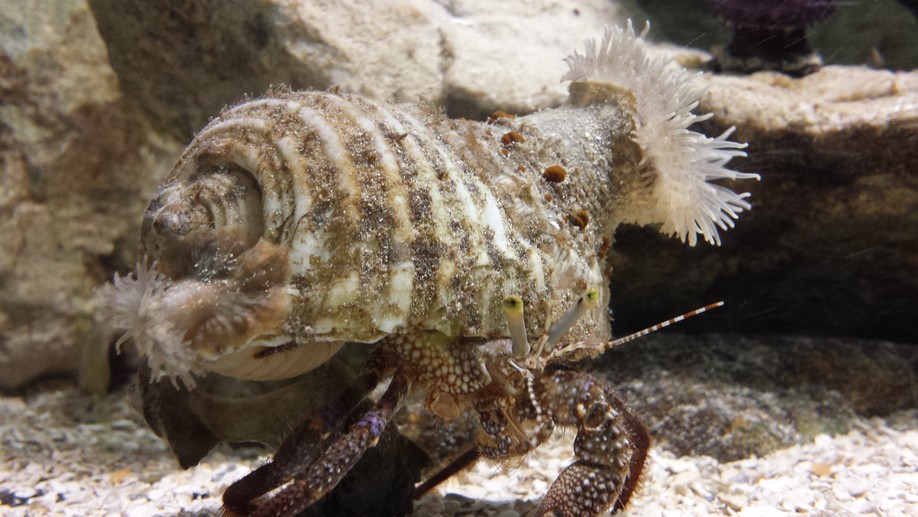 Structural patterns of a coastal hermit crab−gastropod shell interaction network: new insights from a unique relationship